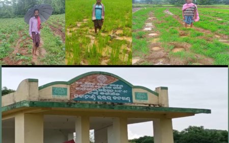 ହାତୀ ଉପଦ୍ରବ,ଚିନ୍ତା ରେ ଚାଷୀ,