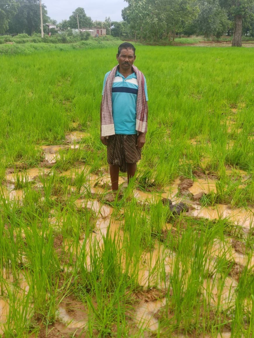 ଜଙ୍ଗଲୀ ହାତୀ ଉପଦ୍ରବ,ଚିନ୍ତା ରେ ଚାଷୀ,