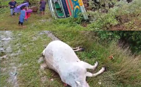 ଗୋରୁ କୁ ବଞ୍ଚେଇବା କୁ ଯାଇ ଯାତ୍ରୀବାହୀ ମାଳତୀ ବସ ଦୁର୍ଘଟଣା ଗ୍ରସ୍ତ : ଗୋରୁର ମୃତ୍ୟୁ : ୧୦ରୁ ଉର୍ଧ୍ଵ ଆହତ,