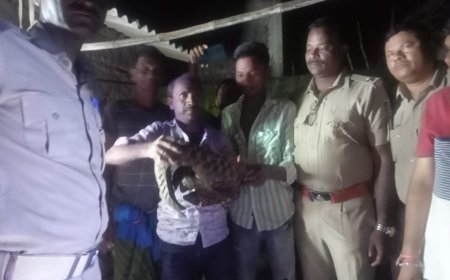 ମାନଝରି ଗାଁ ରୁ ବିରଳ ବଜ୍ରକାପ୍ତା ଉଦ୍ଧାର,