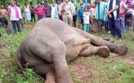 ପୁଣି ଏକ ମାଇ ହାତୀ ର ମୃତ୍ୟୁ