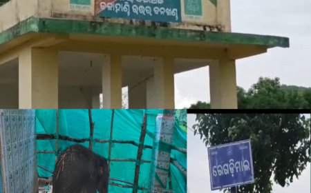 ଛୁଆ ହାତୀ କୁ ଧରିବାରେ ସଫଳ ହେଲା ନର୍ଲା ବନ ବିଭାଗ,