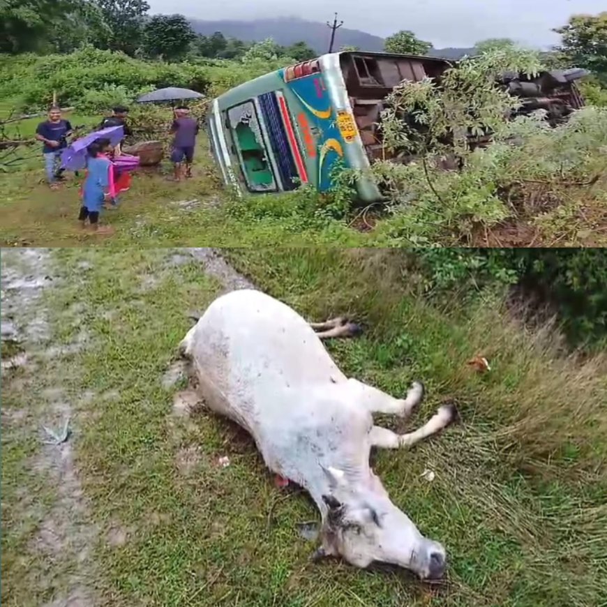 ଗୋରୁ କୁ ବଞ୍ଚେଇବା କୁ ଯାଇ ଯାତ୍ରୀବାହୀ ମାଳତୀ ବସ ଦୁର୍ଘଟଣା ଗ୍ରସ୍ତ : ଗୋରୁର ମୃତ୍ୟୁ : ୧୦ରୁ ଉର୍ଧ୍ଵ ଆହତ,