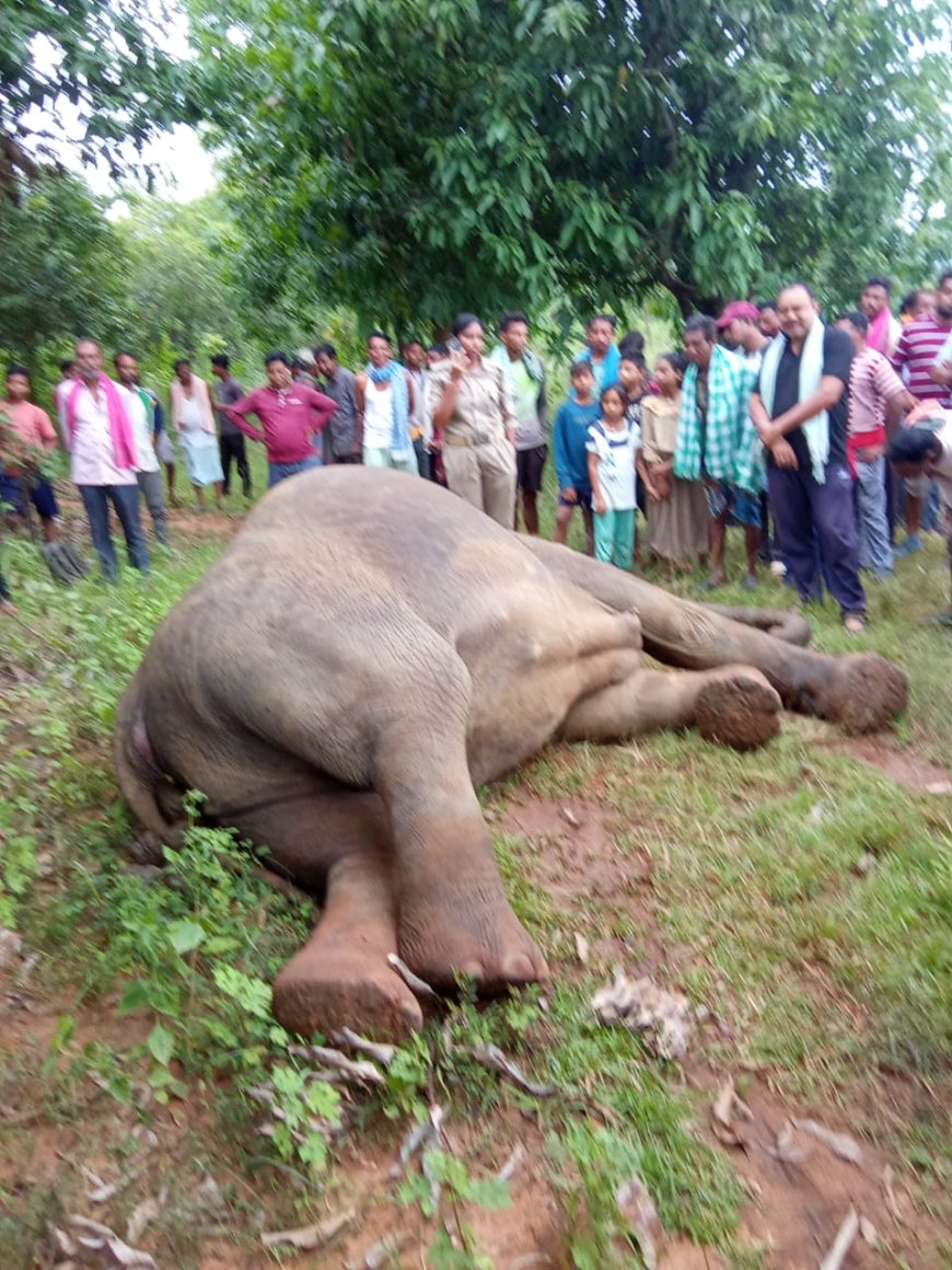 ପୁଣି ଏକ ମାଇ ହାତୀ ର ମୃତ୍ୟୁ