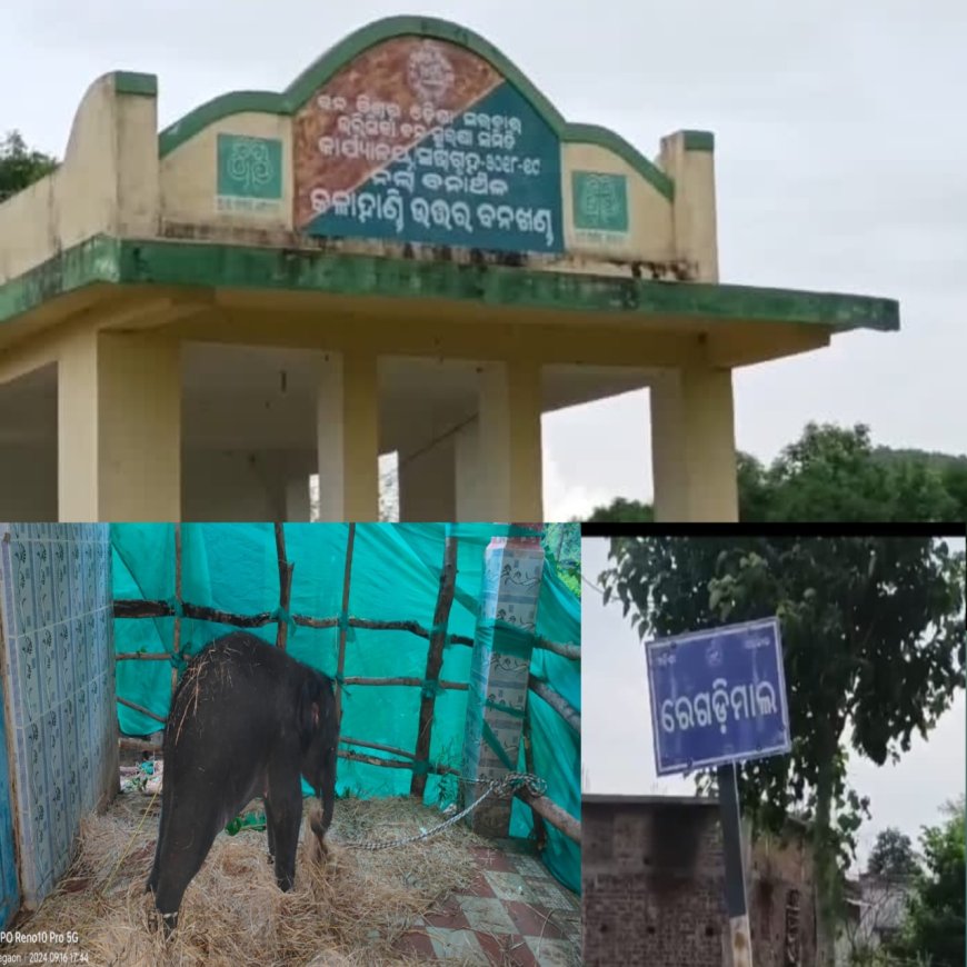 ଛୁଆ ହାତୀ କୁ ଧରିବାରେ ସଫଳ ହେଲା ନର୍ଲା ବନ ବିଭାଗ,