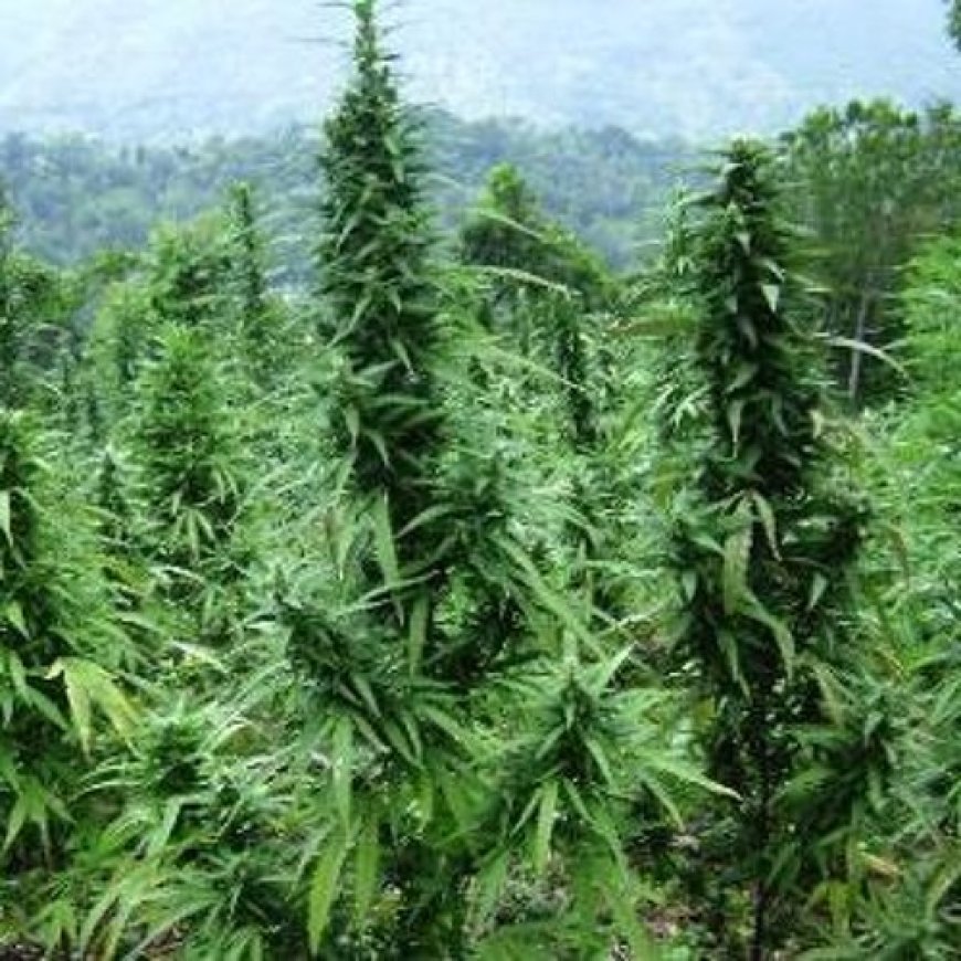 ଘଞ୍ଚ ଜଙ୍ଗଲରେ ହେଉଛି ଗଞ୍ଜେଇ ଚାଷ: ପୋଲିସର ତନାଘନା ଆରମ୍ଭ,