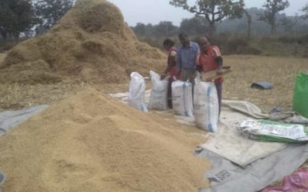 ଲଘୁଚାପ ବର୍ଷାରେ କ୍ଷେତ ଓ ଖଳାରେ ଭିଜୁଛି ପାଚିଲା ଧାନ: ଚିନ୍ତାରେ ଚାଷୀ,