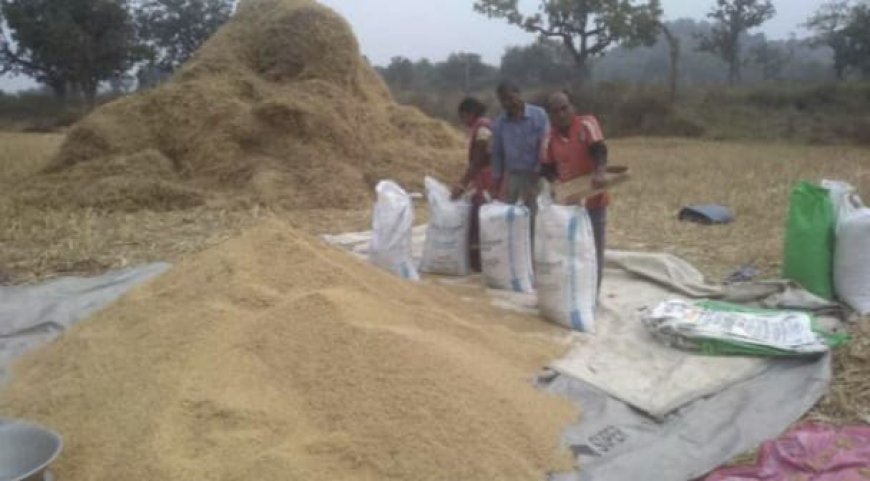 ଲଘୁଚାପ ବର୍ଷାରେ କ୍ଷେତ ଓ ଖଳାରେ ଭିଜୁଛି ପାଚିଲା ଧାନ: ଚିନ୍ତାରେ ଚାଷୀ,