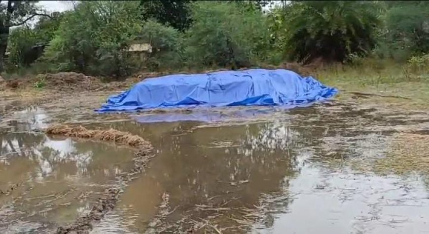 ଲଘୁଚାପ ବର୍ଷାରେ  ମଣ୍ଡି ଓ ଖଳାରେ ଭିଜୁଛି ପାଚିଲା ଧାନ: ଚିନ୍ତାରେ ଚାଷୀ କୂଳ,