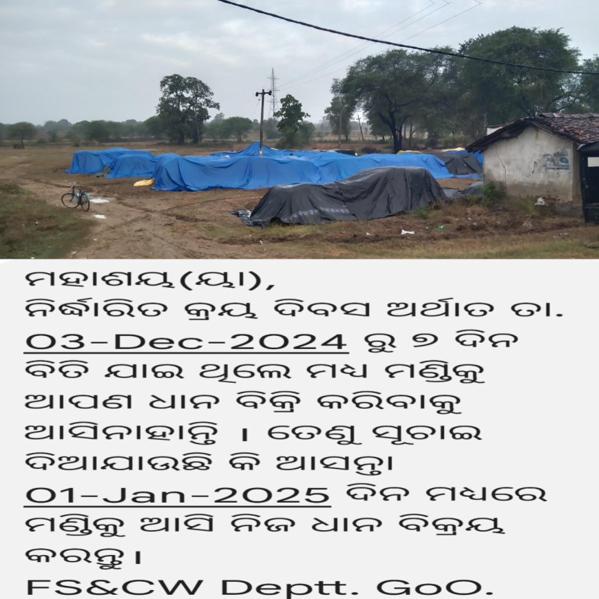 ଲଘୁଚାପ ବର୍ଷାରେ ଭିଜୁଛି ମଣ୍ଡିକୁ ଆସିଥିବା ପାଚିଲା ଧାନ: ଚିନ୍ତାରେ ଚାଷୀ କୂଳ,