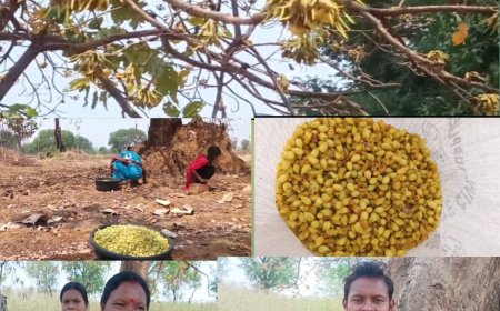 କଳାହାଣ୍ଡି ର ବିଭିନ୍ନ ଅଞ୍ଚଳ ରେ ମହୁଲ ଗୋଟାଳି ଅଭାବୀ ବିକ୍ରି ର ଶିକାର୍