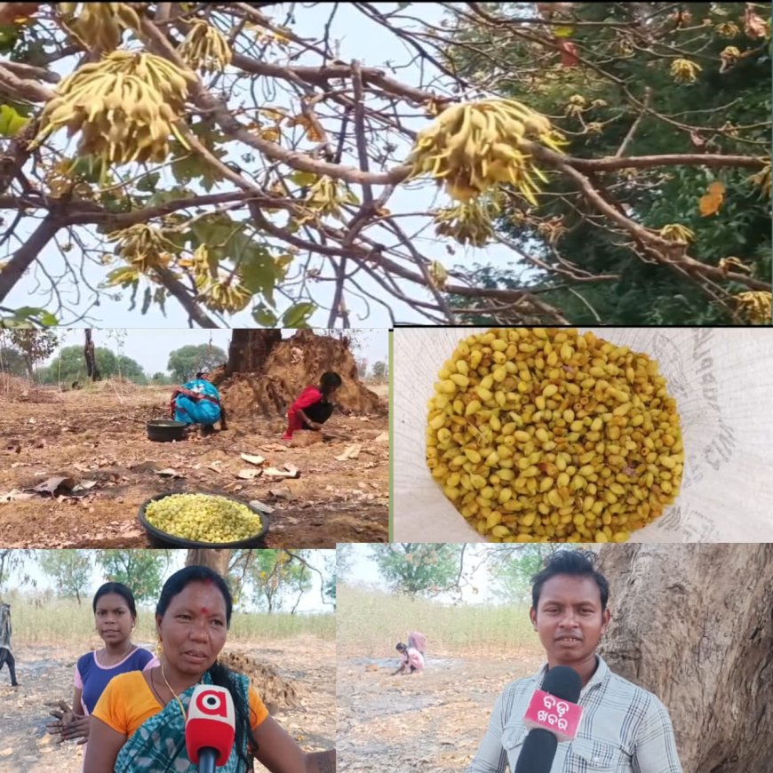 କଳାହାଣ୍ଡି ର ବିଭିନ୍ନ ଅଞ୍ଚଳ ରେ ମହୁଲ ଗୋଟାଳି ଅଭାବୀ ବିକ୍ରି ର ଶିକାର୍