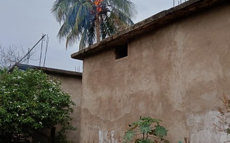 ବଜ୍ରାଘାତ ରେ ନଡ଼ିଆ ଗଛ ପୋଡି ଅଳ୍ପକେ ବର୍ତ୍ତିଲେ ପରିବାର ଲୋକେ,