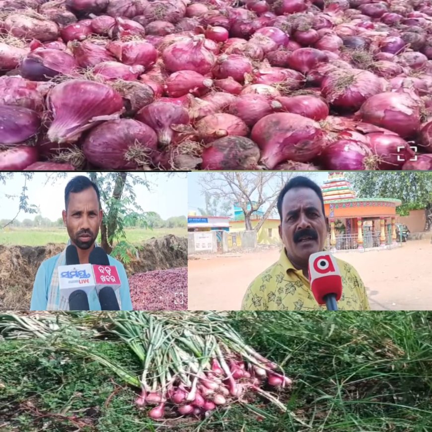 ଅଭାବୀ ବିକ୍ରି ର ଶିକାର୍ କଳାହାଣ୍ଡି ଜିଲ୍ଲାର ପିଆଜ ଚାଷୀ,