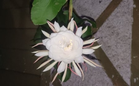 ନର୍ଲା ରେ ଫୁଟିଲା ଦୁର୍ଲଭ ବ୍ରହ୍ମ କମଳ ଫୁଲ,