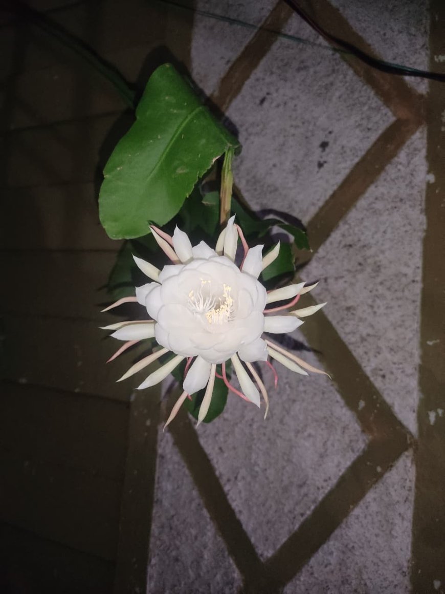 ନର୍ଲା ରେ ଫୁଟିଲା ଦୁର୍ଲଭ ବ୍ରହ୍ମ କମଳ ଫୁଲ,