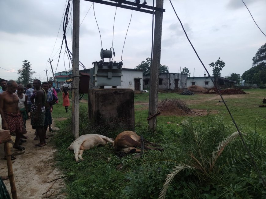 ମୁକୁଳା ଟ୍ରାନ୍ସଫର୍ମର ସଂସ୍ପର୍ଶରେ ଆସି ୨ ବଳଦ ମୃତ ।