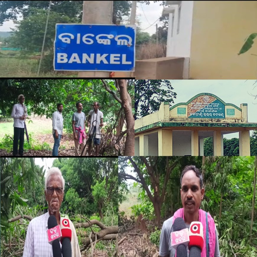 ବାଙ୍କେଲ୍ ଗାଁ ରେ ହାତୀ ଉପଦ୍ରବ , ଚିନ୍ତା ରେ ଗ୍ରାମ ବାସୀ,