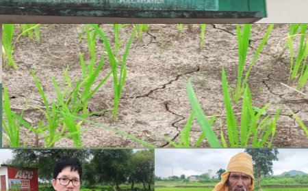 ନର୍ଲା ଅଞ୍ଚଳ ରେ ସ୍ୱଳ୍ପ ବୃଷ୍ଟି ପାତ ଯୋଗୁଁ ଚିନ୍ତା ରେ ଚାଷୀ କୂଳ,