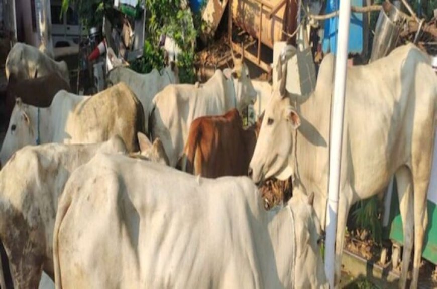 ଶହ ଶହ ଗୋରୁ ଚାଲାଣ ପ୍ରଶାସନ ନିରବ,