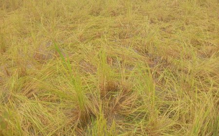 ଜଙ୍ଗଲି ବାରା ଉପଦ୍ରବରେ ଧାନ ଚାଷ ନଷ୍ଟ । ଚିନ୍ତାରେ ଚାଷୀ  ସରକାରୀ ସହାୟତା ପାଇଁ ଦାବୀ ।