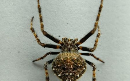 ଏକ ନୂତନ ପ୍ରଜାତି ର ସ୍ପାଇଡ଼ର ଏରୋଭିକ୍ସିଆ କୁଶା ଡୁଙ୍ଗରି ରେ ଆବିଷ୍କାର,