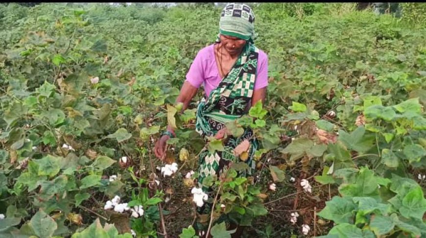 କପା ଫସଲ ନଷ୍ଟ, ଚିନ୍ତା ରେ ଚାଷୀ  ,