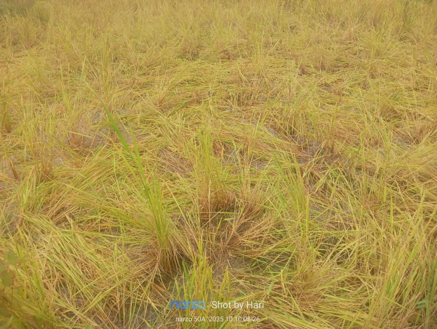 ଜଙ୍ଗଲି ବାରା ଉପଦ୍ରବରେ ଧାନ ଚାଷ ନଷ୍ଟ । ଚିନ୍ତାରେ ଚାଷୀ  ସରକାରୀ ସହାୟତା ପାଇଁ ଦାବୀ ।