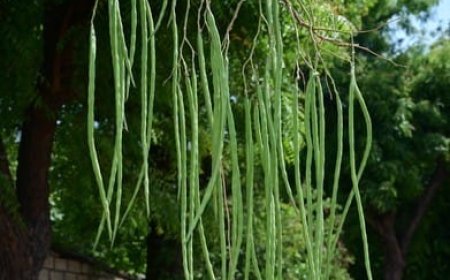 ସଜନା ଛୁଇଁ ଯୋଗାଉଛି ରୋଜଗାର,  କମ ଖର୍ଚ୍ଚରେ ସଜନା ଛୁଇଁ ଚାଷ କରି ଅଧିକ ଲାଭବାନ ହେଉଛନ୍ତି ଚାଷୀ,