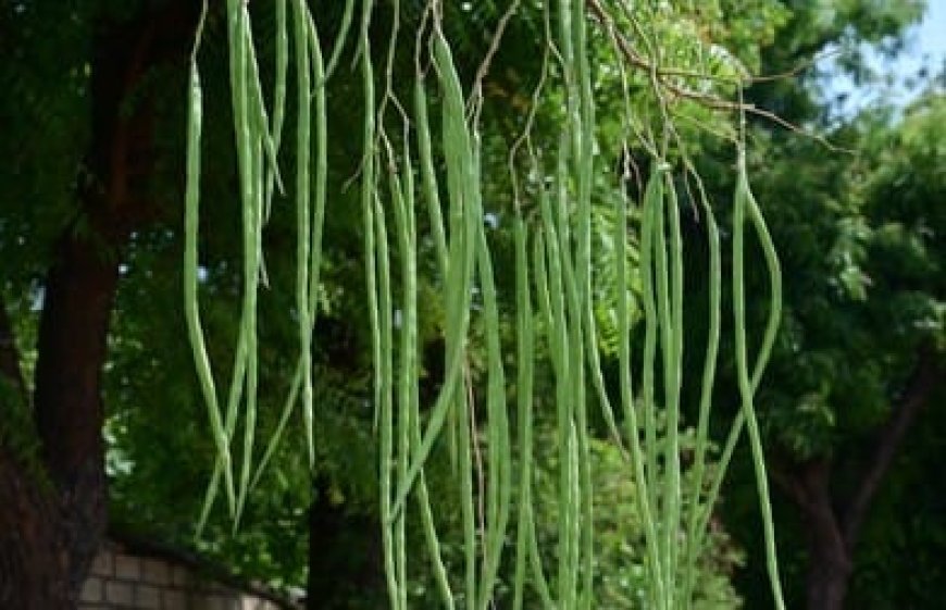 ସଜନା ଛୁଇଁ ଯୋଗାଉଛି ରୋଜଗାର,  କମ ଖର୍ଚ୍ଚରେ ସଜନା ଛୁଇଁ ଚାଷ କରି ଅଧିକ ଲାଭବାନ ହେଉଛନ୍ତି ଚାଷୀ,